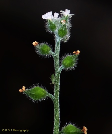 {Myosotis macrosperma}